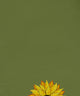 Sunflower Power Flower Print Napkin, Green, Set of 4