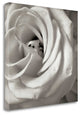 "Florison - 43" By Alan Blaustein, Giclee Print on Gallery Wrap Canvas