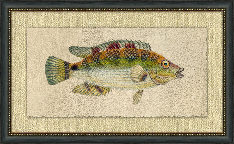 Fish Study 3, Giclee Reproduction Artwork