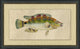 Fish Study 3, Giclee Reproduction Artwork