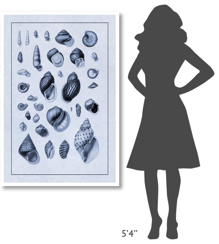 "Shells: Sessile Cirripedes #2 (Blue)" Paper Print by G.B. Sowerby, 34"x50"
