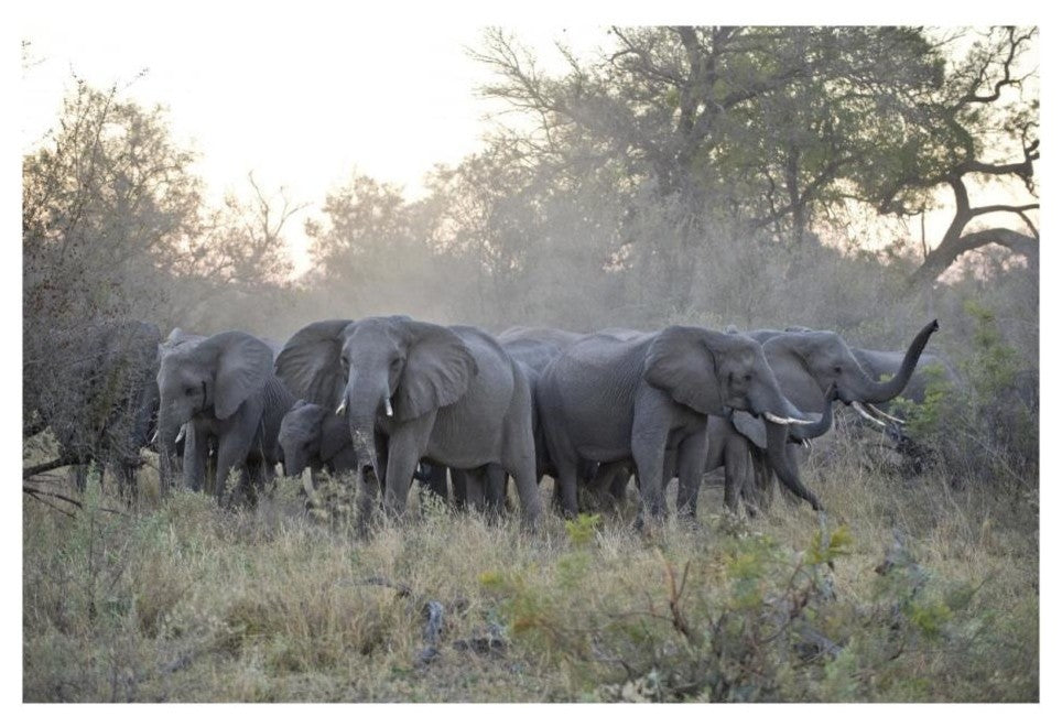 "African Elephant upset herd gathering, Okavango Delta" Paper Art, 26"x18"