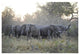 "African Elephant upset herd gathering, Okavango Delta" Paper Art, 26"x18"