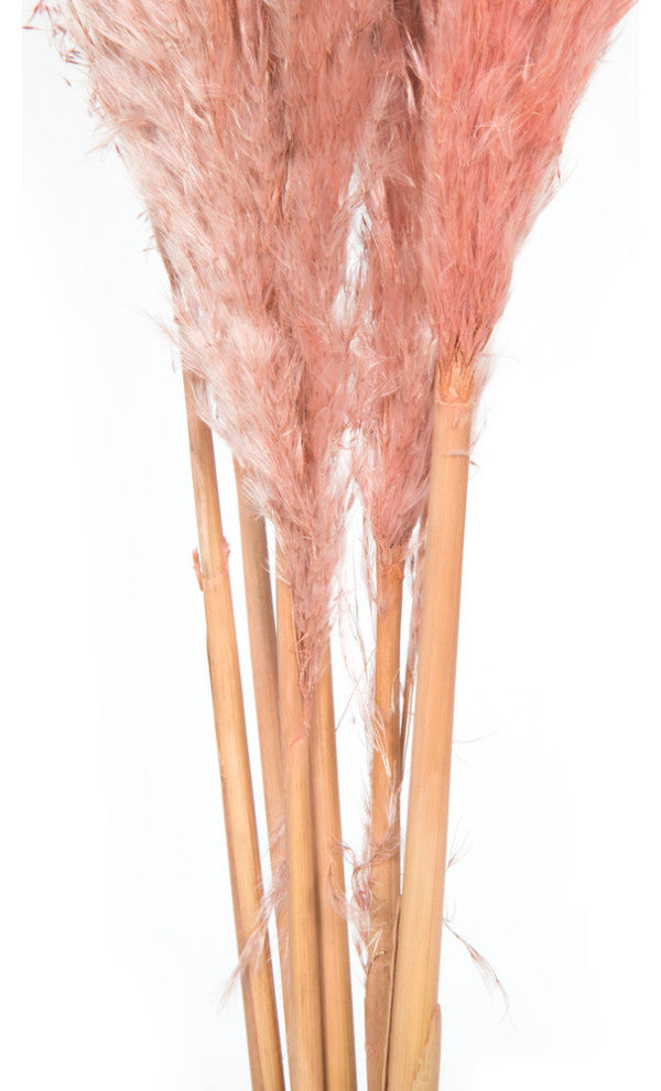 Vickerman 46" Dried Pampas Grass, Dusty Rose