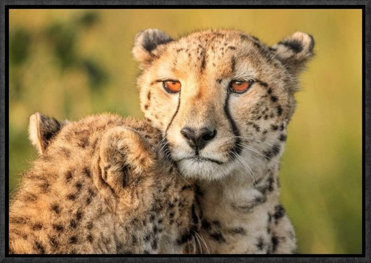 "Cheetah Eyes" Framed Canvas Giclee by Jaco Marx, 17x12"