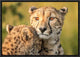 "Cheetah Eyes" Framed Canvas Giclee by Jaco Marx, 17x12"
