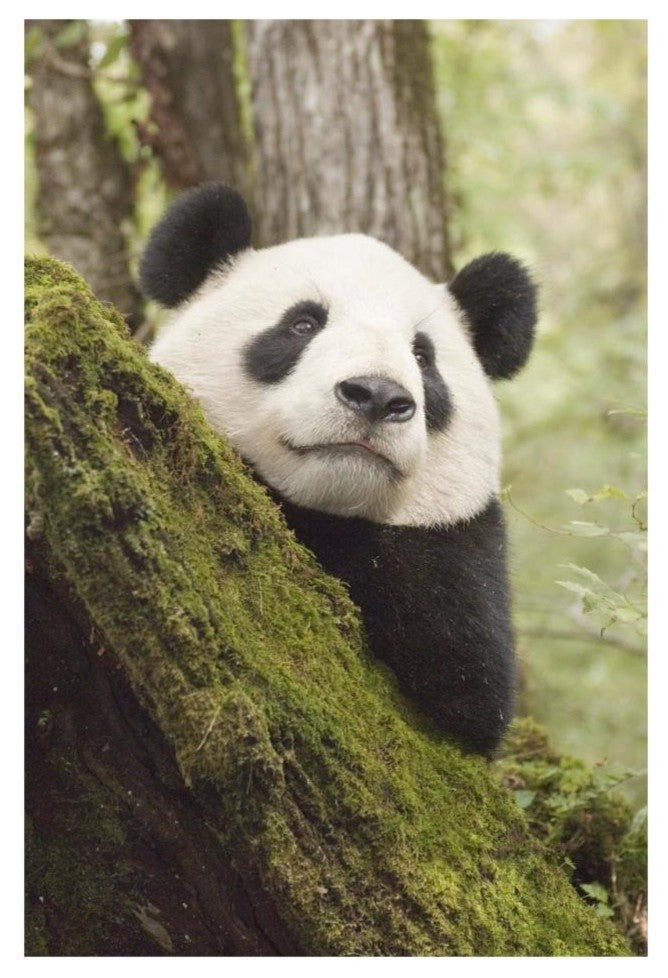 "Xiang Xiang, 1st captive raised panda released into wild" Paper Art, 22"x32"