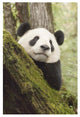 "Xiang Xiang, 1st captive raised panda released into wild" Paper Art, 22"x32"