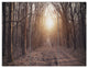 Forest Pathway View at Sunset, Modern Forest Canvas Art, 36x28, 3 Panels