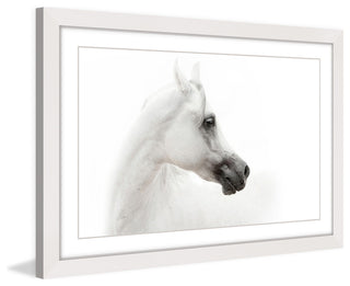 "White Beauty" Framed Paper Print, 45x40 cm