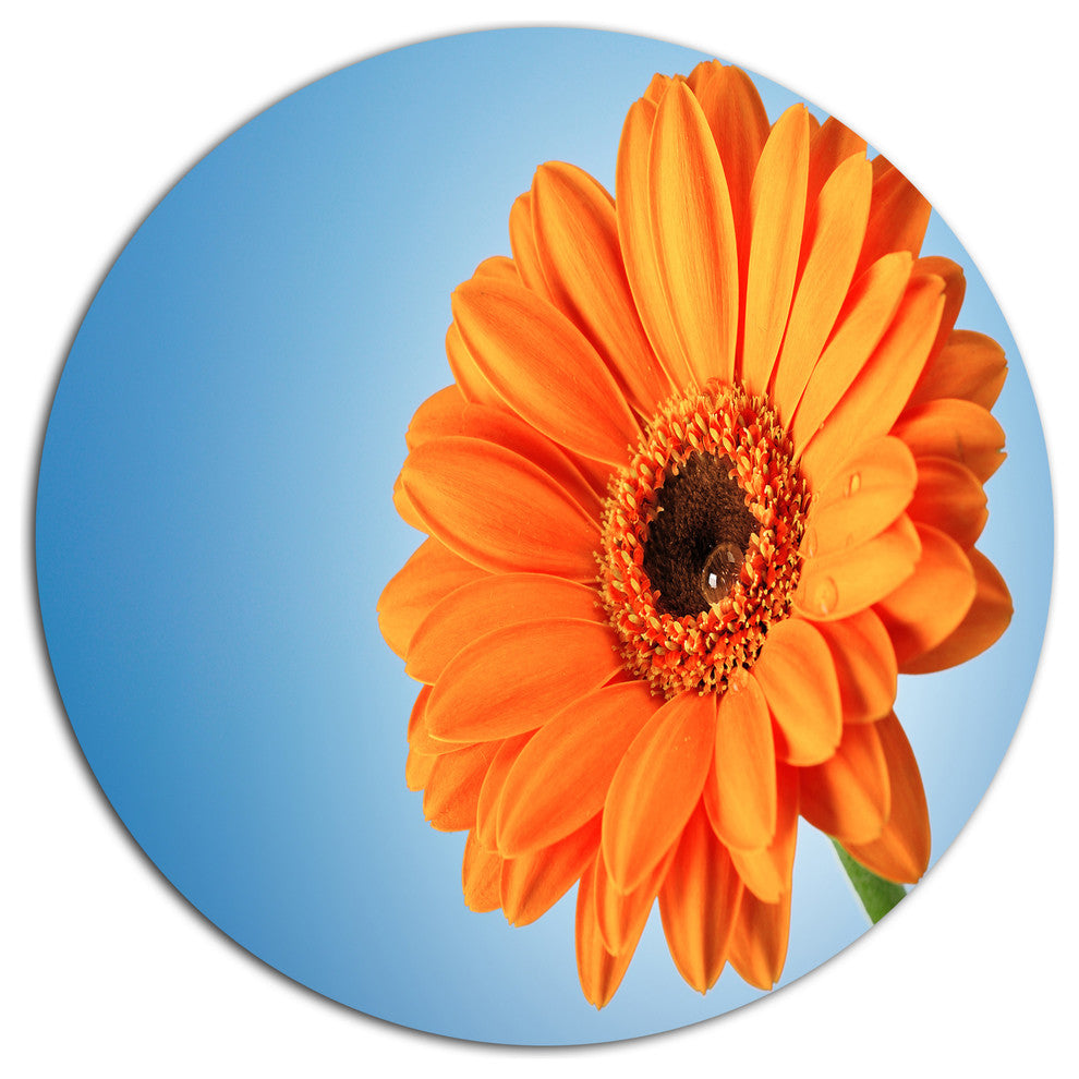 Orange Daisy Gerbera Flower On Blue, Floral Disc Metal Wall Art, 36"