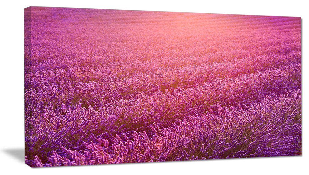 Lavender Field and Ray of Light, Large Floral Canvas Art Print, 60"x28"
