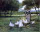 Therese Francoise Cotard-Dupre Guiding the Geese Gallery Wrapped Canvas Print