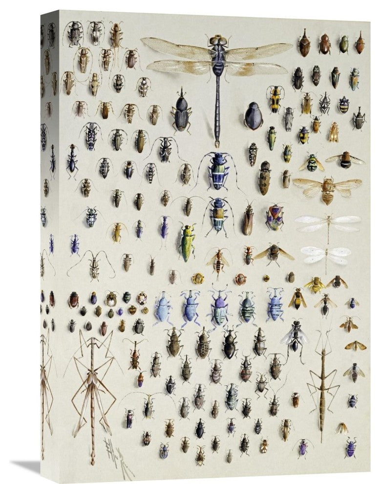 "One Hundred and Fifty Insects" Artwork, 15" x 22"
