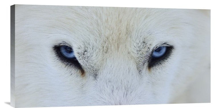 "Mirada Azul" Stretched Canvas Giclee by Miquel Angel Artus, 24x12"