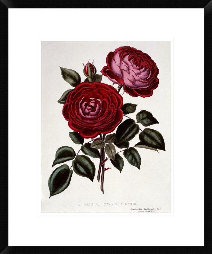 "H Perpetual, Standard of Marengo" Framed Digital Print by Henry Curtis, 20"x24"