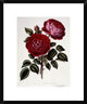 "H Perpetual, Standard of Marengo" Framed Digital Print by Henry Curtis, 20"x24"