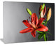 Cute Red Lily Flower over Black, Flowers Canvas Wall Artwork, 20"x12"