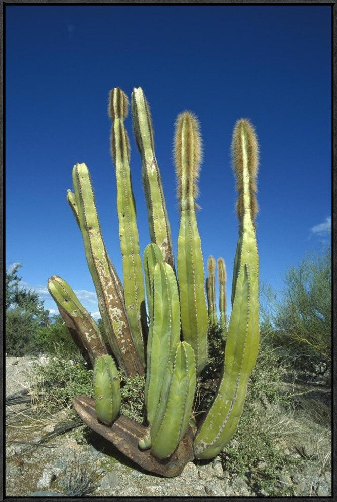 Old Man Cactus In Sonoran Desert Landscape, Baja California, Mexico, 24"x36"