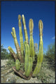 Old Man Cactus In Sonoran Desert Landscape, Baja California, Mexico, 24"x36"