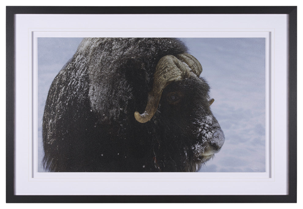 Muskox