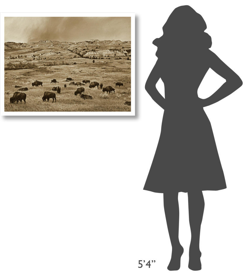 "American Bison herd grazing, Theodore Roosevelt NP" Paper Art, 34"x26"
