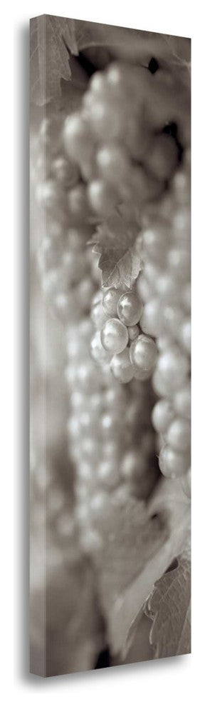 "Grapes Pano - 4" By Alan Blaustein, Giclee Print on Gallery Wrap Canvas