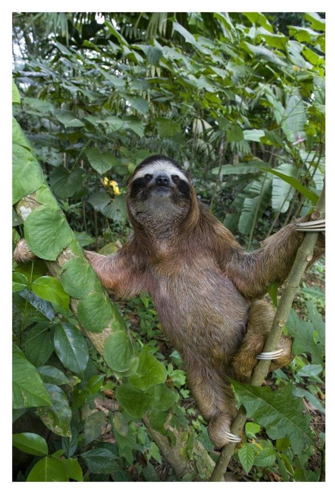 "Brown-throated 3-toed Sloth male, Aviarios Sloth Sanctuary" Paper Art, 22"x32"