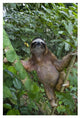 "Brown-throated 3-toed Sloth male, Aviarios Sloth Sanctuary" Paper Art, 22"x32"