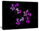 Placer Stars in Distant Galaxy, Abstract Wall Art Canvas, 20x12