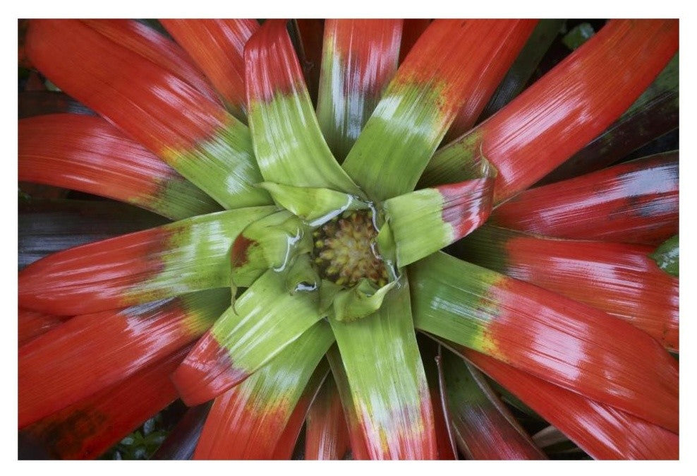 "Bromeliad flower, Costa Rica" Digital Paper Print by Tim Fitzharris, 32"x22"