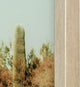 Saguaro