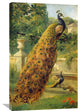 Peacocks In The Park, 23"x36"