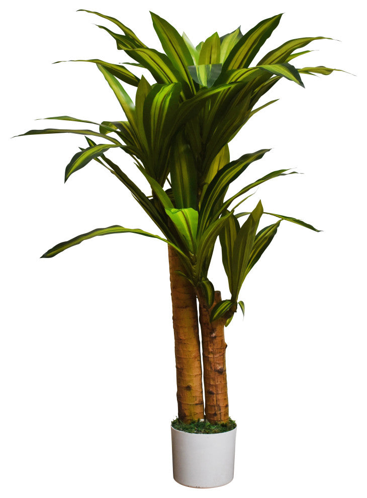 Dracaena Tree in White Pot