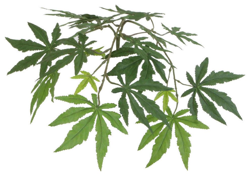 Close-up view of the maple-like leaves on a white background; cropped focus on foliage.
