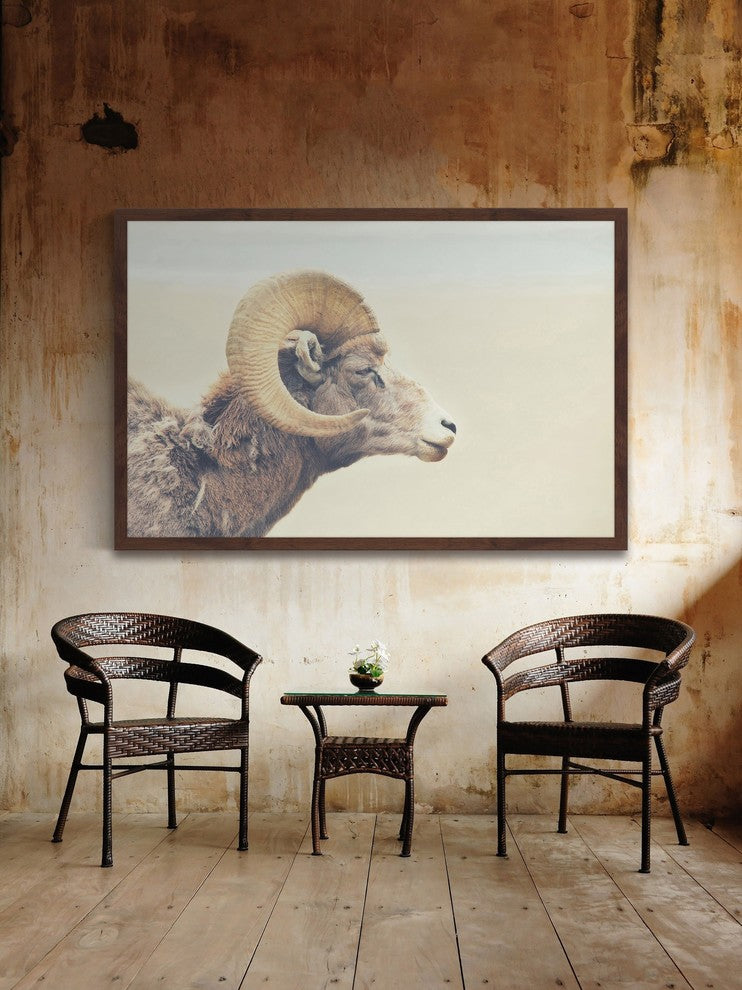 Marmont Hill, "Curled Horns" Framed Painting Print, 18x12