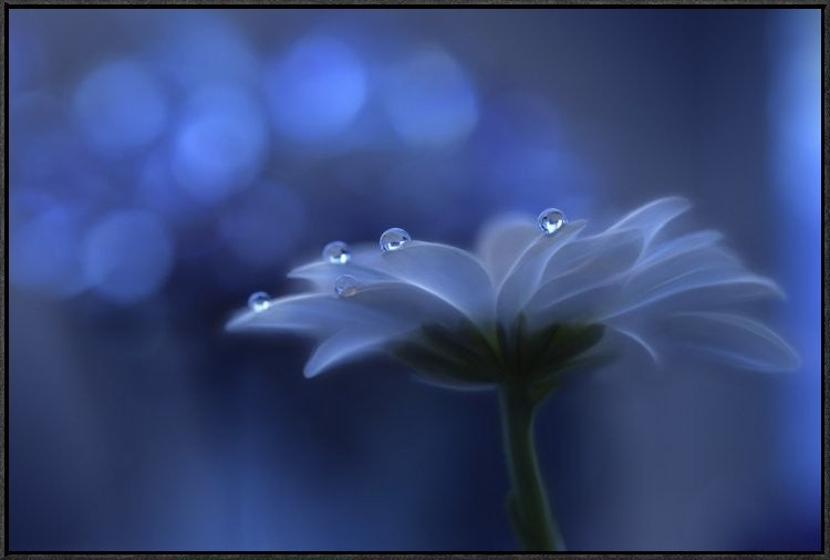 "Space Dreams" Framed Canvas Giclee by Juliana Nan, 37x25"