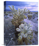 "Teddy Bear Cholla Under Stormy Skies, Joshua Tree National Park, CA" Artwork