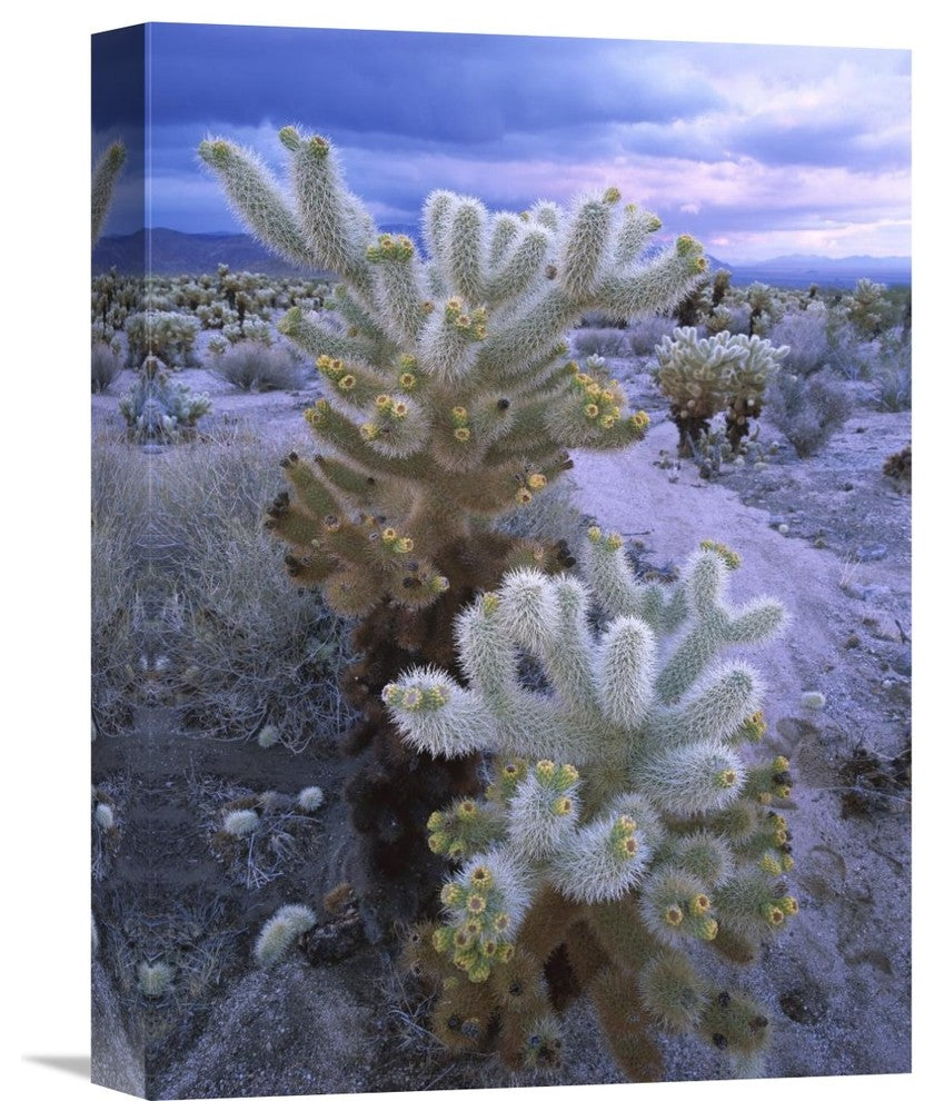 "Teddy Bear Cholla Under Stormy Skies, Joshua Tree National Park, CA" Artwork