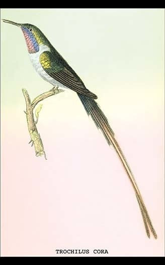 Hummingbird: Trochilus Cora - Fine Art Giclee Print 24" x 36"