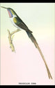 Hummingbird: Trochilus Cora - Fine Art Giclee Print 24" x 36"