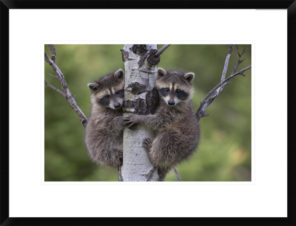 "Raccoon two babies climbing tree, North America"  by Tim Fitzharris, 26x20"