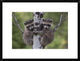 "Raccoon two babies climbing tree, North America"  by Tim Fitzharris, 26x20"