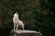 Howling White Wolf In The Forest Wildlife Photograph Canvas Wall Art Print, 12" X 16"