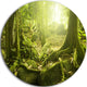 Green Forest With Sun, Landscape Photo Round Metal Wall Art, 36"