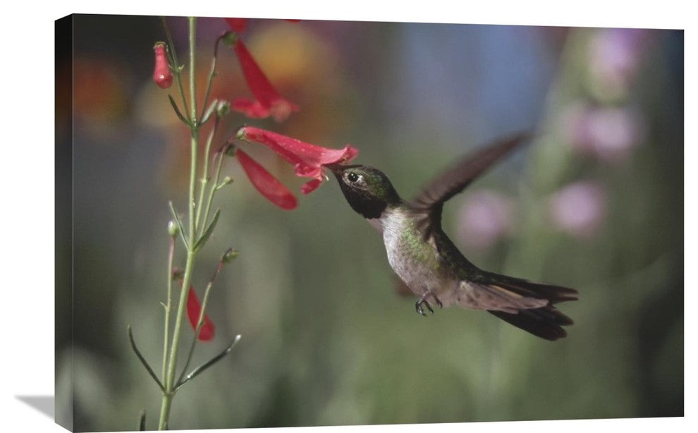 "Broad-Tailed Hummingbird Feeding On Scarlet Bugler Flower, New Mexico" Artwork