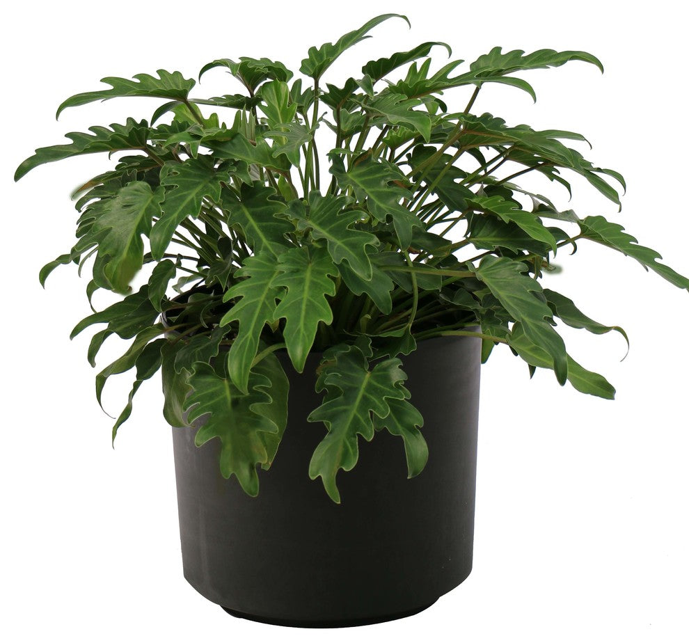 Live 2' Philodendron 'Zanadu' Package, Black