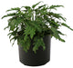Live 2' Philodendron 'Zanadu' Package, Black