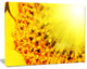 Bright Yellow Sunflower Close Up, Floral Canvas Art Print, 20"x12"