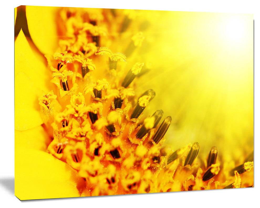 Bright Yellow Sunflower Close Up, Floral Canvas Art Print, 20"x12"